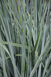 Blue Dune Lyme Grass (Leymus arenarius 'Blue Dune') at Glasshouse Nursery