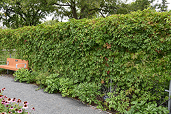 Englemann Ivy (Parthenocissus quinquefolia 'var. englemannii') at Glasshouse Nursery