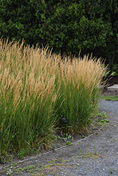 Karl Foerster Reed Grass (Calamagrostis x acutiflora 'Karl Foerster') at Glasshouse Nursery