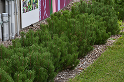 Dwarf Mugo Pine (Pinus mugo var. pumilio) at Glasshouse Nursery