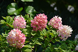 Little Lime Punch Hydrangea (Hydrangea paniculata 'SMNHPH') at Glasshouse Nursery