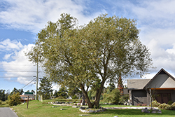 Golden Willow (Salix alba 'Vitellina') at Glasshouse Nursery