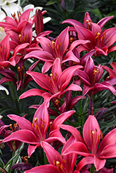 Lily Looks Tiny Ghost Lily (Lilium 'Tiny Ghost') at Glasshouse Nursery