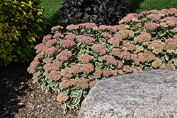 Autumn Charm Stonecrop (Sedum 'Autumn Charm') at Glasshouse Nursery