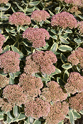 Autumn Charm Stonecrop (Sedum 'Autumn Charm') at Glasshouse Nursery
