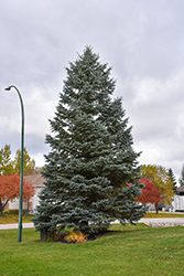 Blue Colorado Spruce (Picea pungens 'var. glauca') at Glasshouse Nursery